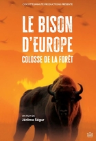 Bison d'Europe, colosse de la forêt (Le)