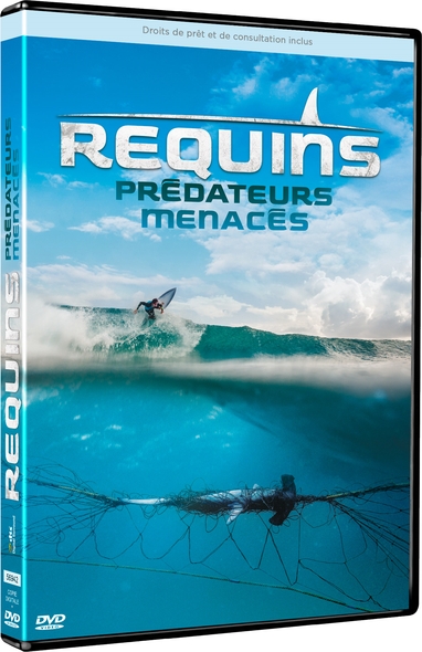 Requins : Prédateurs menacés