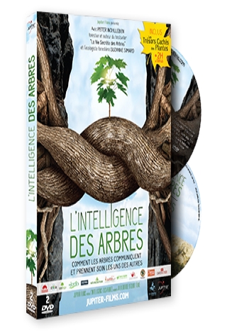 L'Intelligence des Arbres : Comment les arbres communiquent et prennent soin les uns des autres